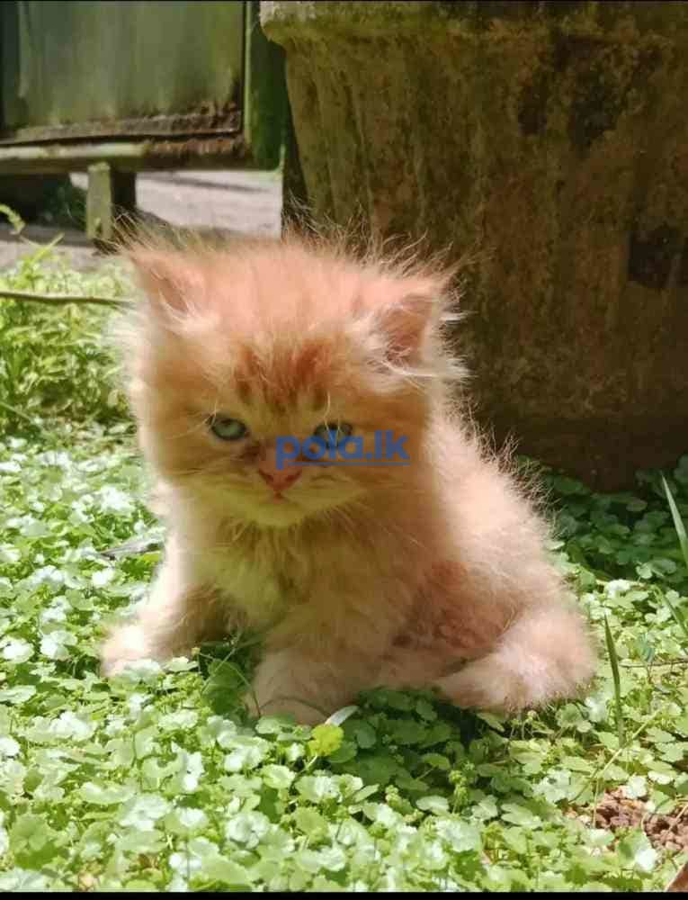 Persian kitten for sale - photo 2
