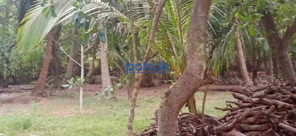 Land for sale in kilinochchi - photo 19