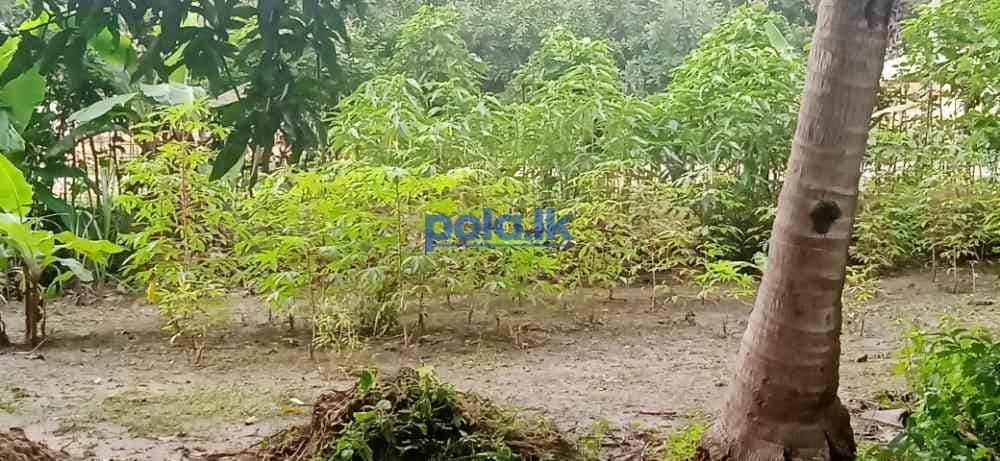 Land for sale in kilinochchi - photo 10