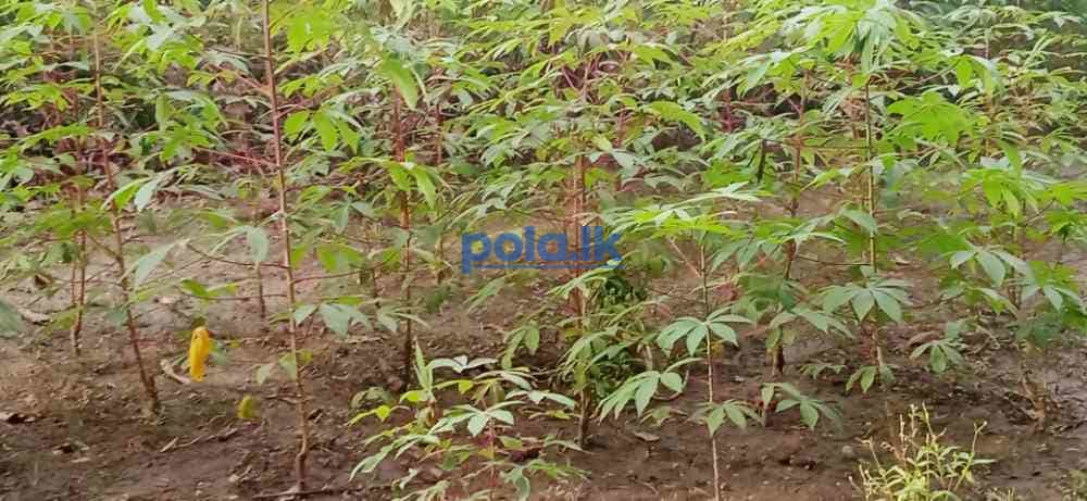 Land for sale in kilinochchi - photo 7