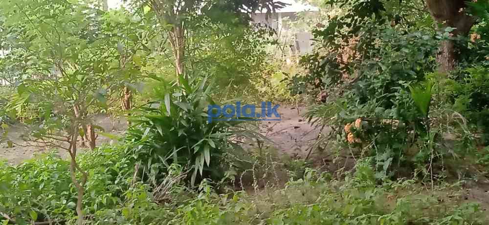 Land for sale in kilinochchi - photo 9