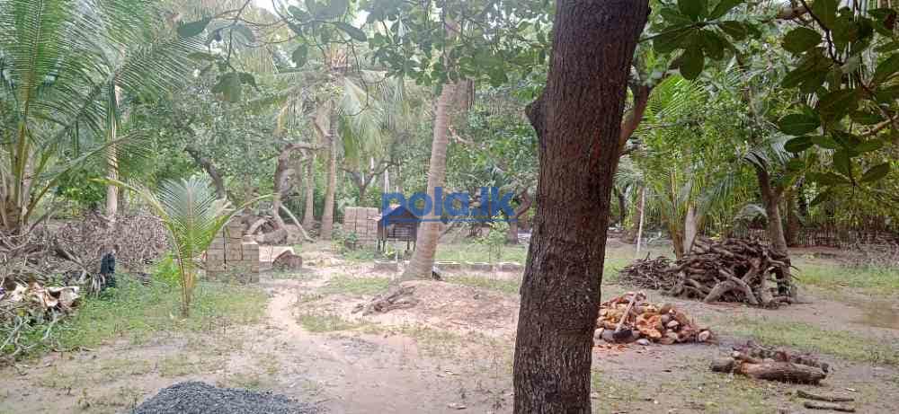 Land for sale in kilinochchi - photo 16
