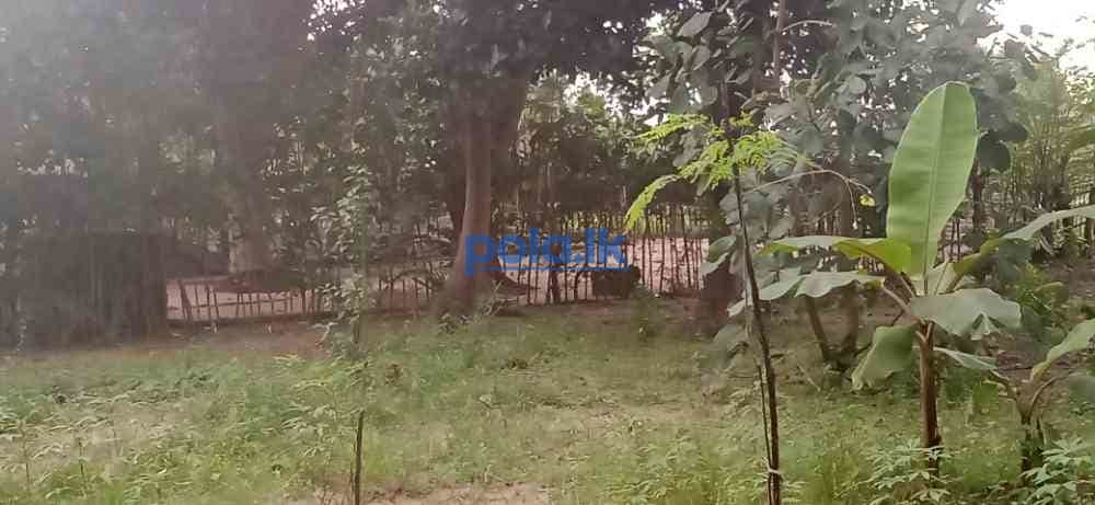 Land for sale in kilinochchi - photo 11