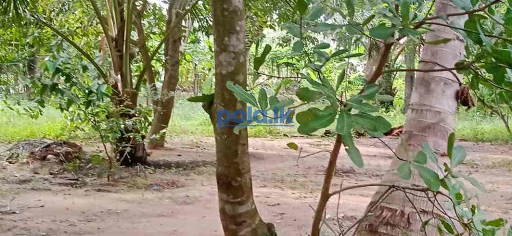 Land for sale in kilinochchi - photo 13