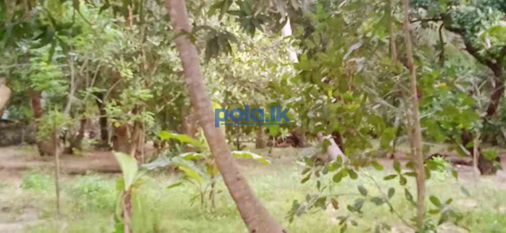 Land for sale in kilinochchi - photo 2