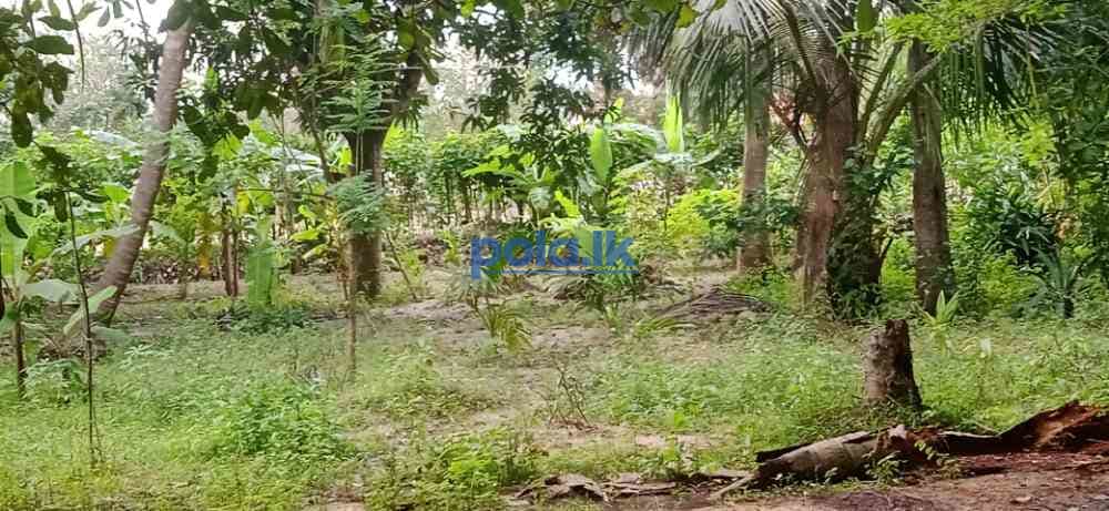 Land for sale in kilinochchi - photo 12