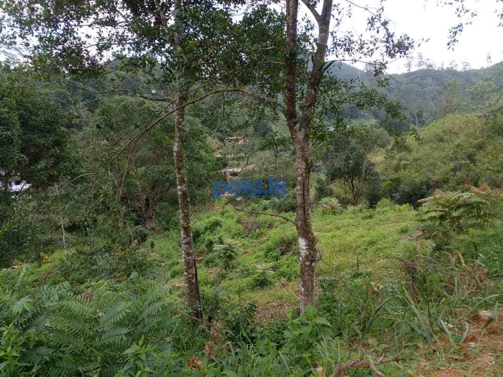 Bandarawela ella commercial land for sale - photo 15