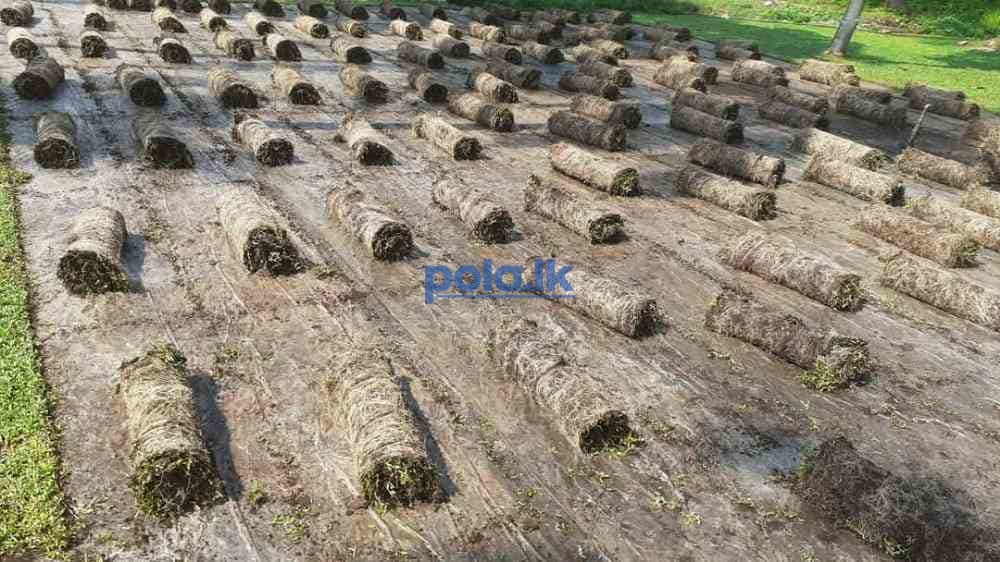 Malasiyan grass - photo 2