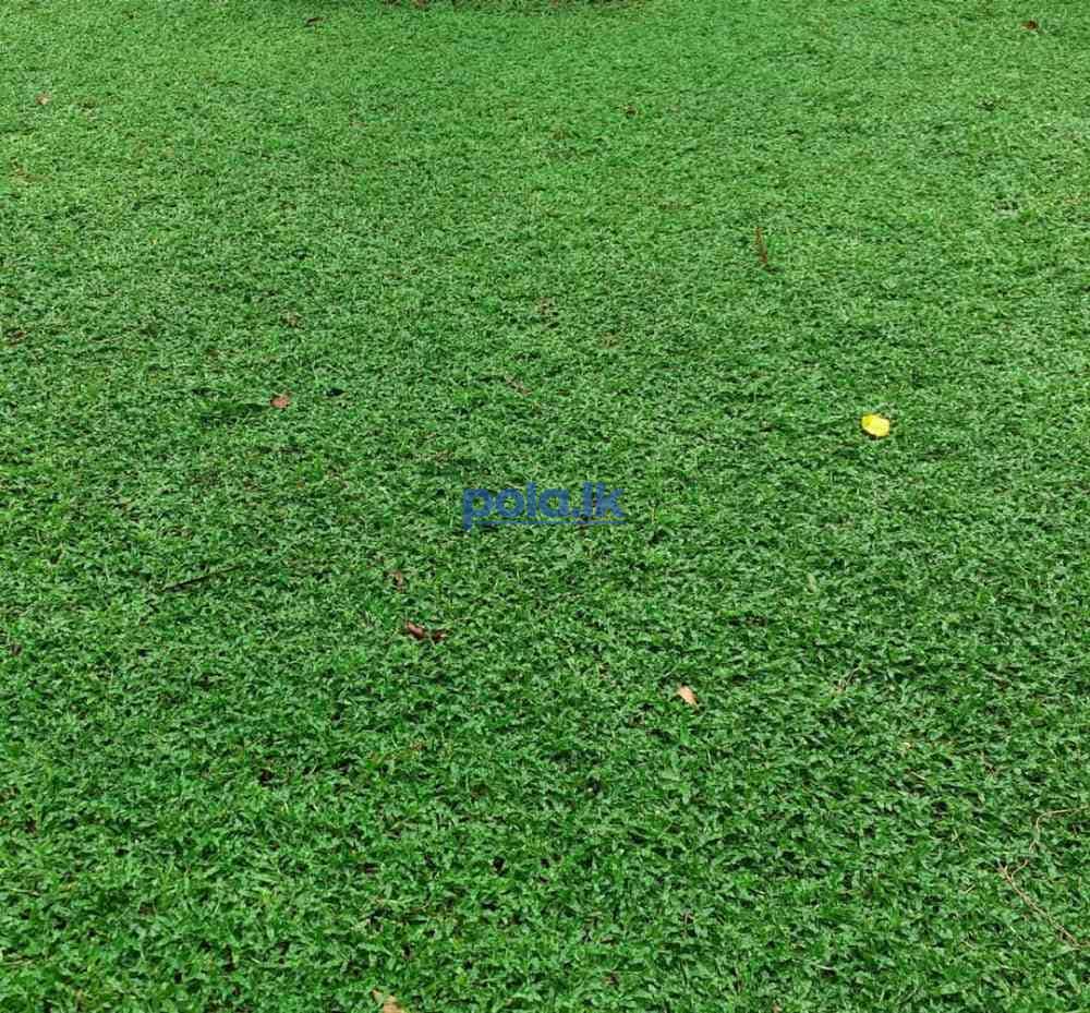 Malasiyan grass - photo 1