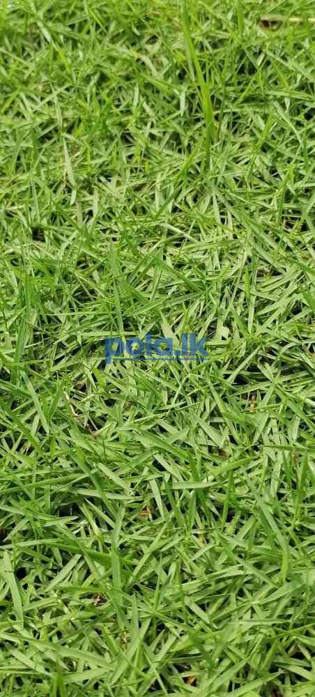 Good quality australian grass - photo 3