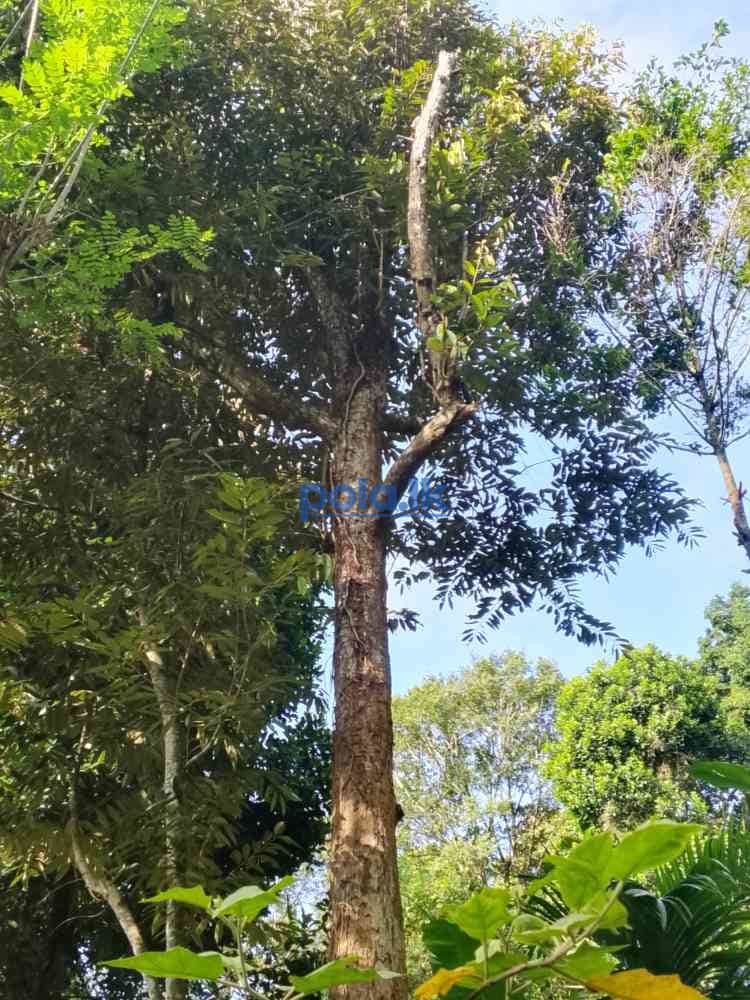 Land for sale in peradeniya elugoda - photo 3
