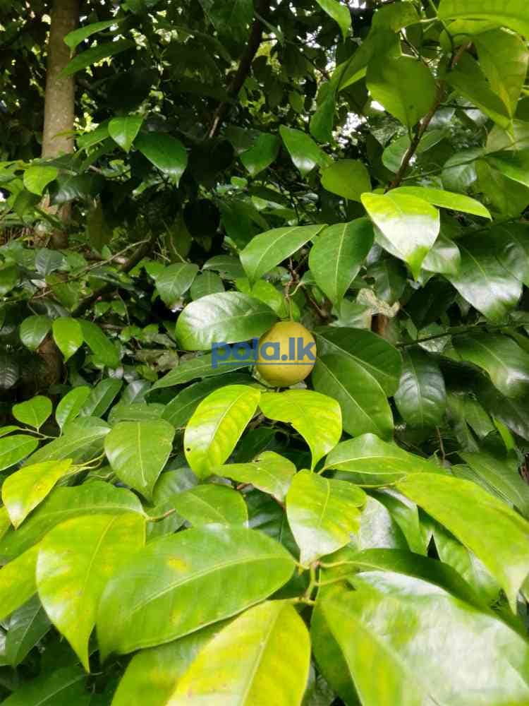 Land for sale in peradeniya elugoda - photo 1