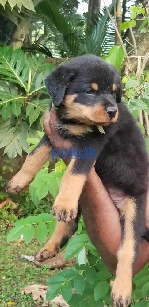 Rottweiler puppies - photo 3