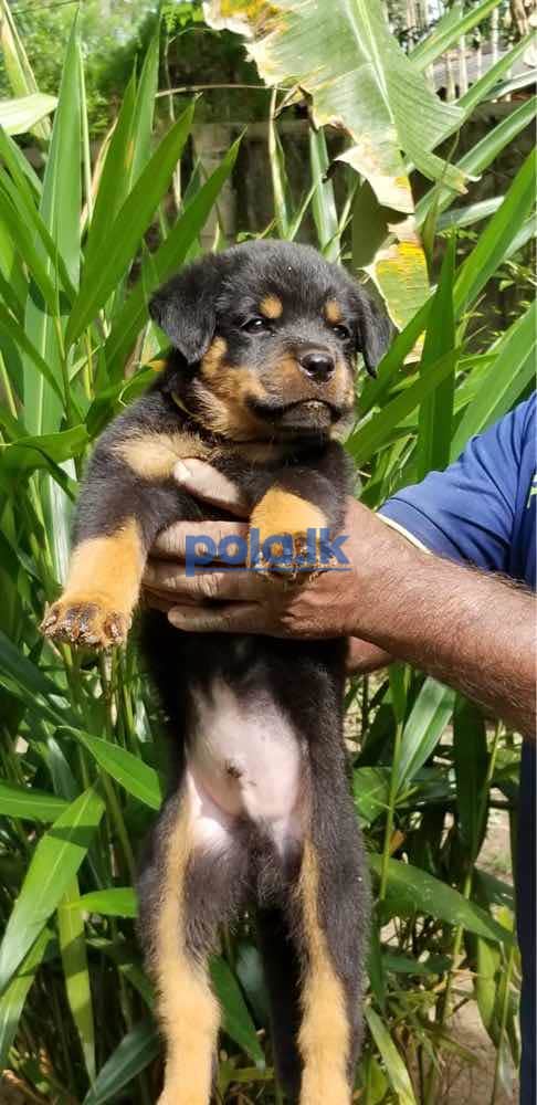Rottweiler puppies - photo 1
