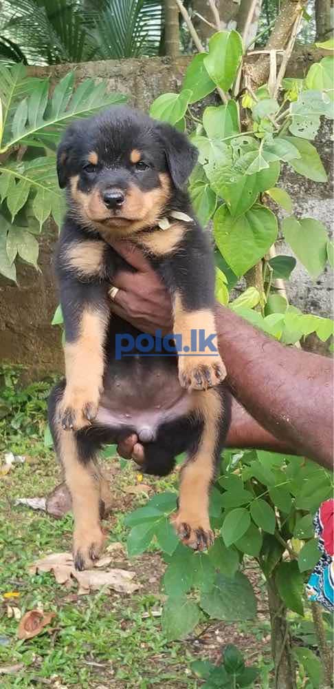 Rottweiler puppies - photo 4