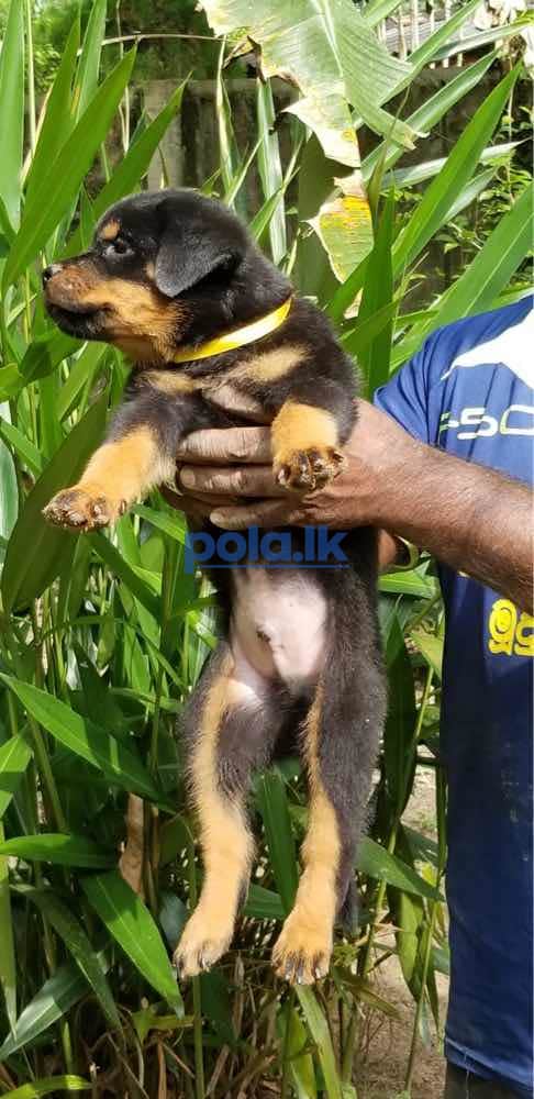 Rottweiler puppies - photo 2