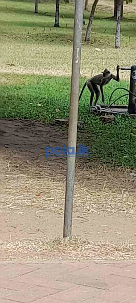 Land for sale in mahasenpura walikanda - photo 1