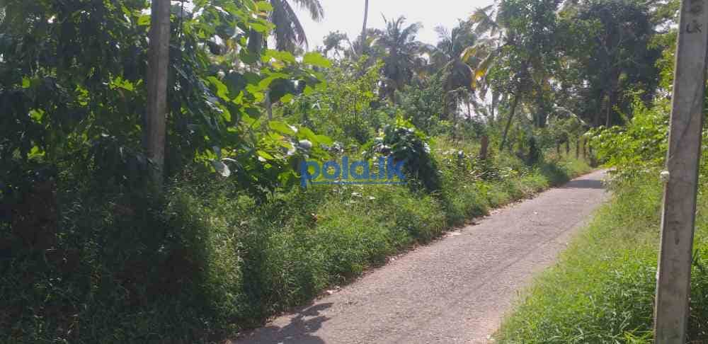 Land for sale in dankotuwa - photo 3