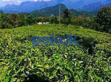 26.5 Acres tea land for sale in deraniyagala - photo 5