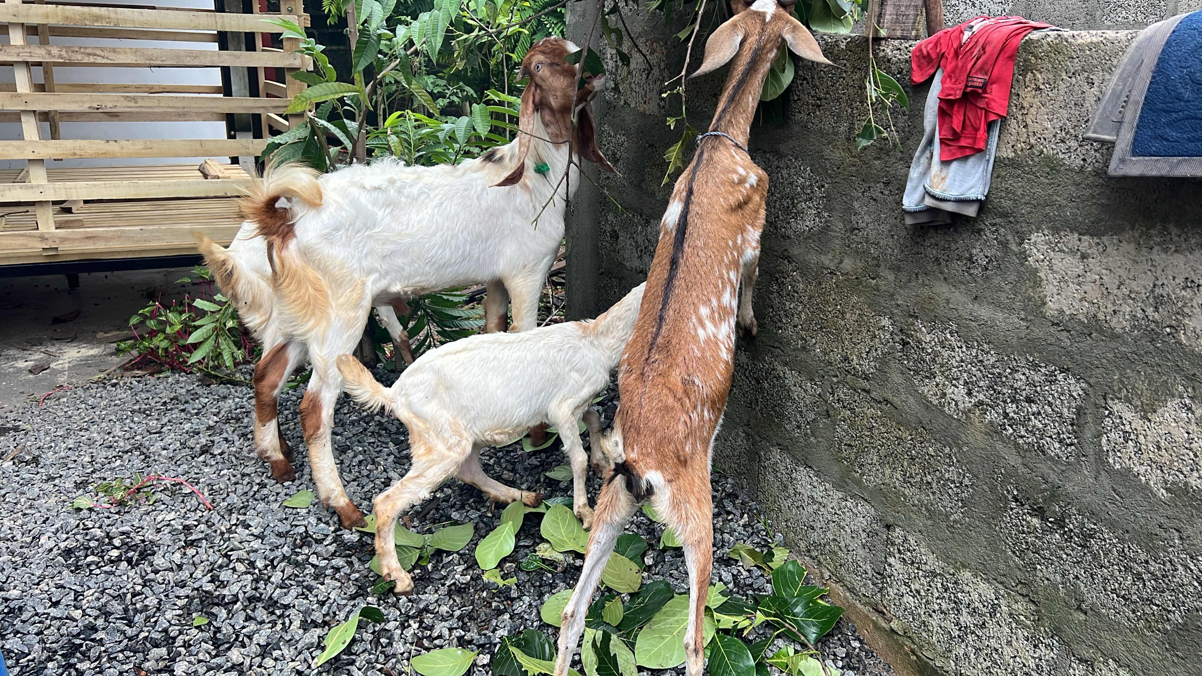 Goat for sale