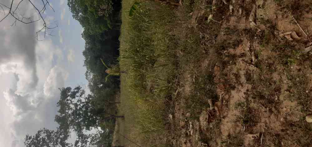 Land for sale in kekirawa