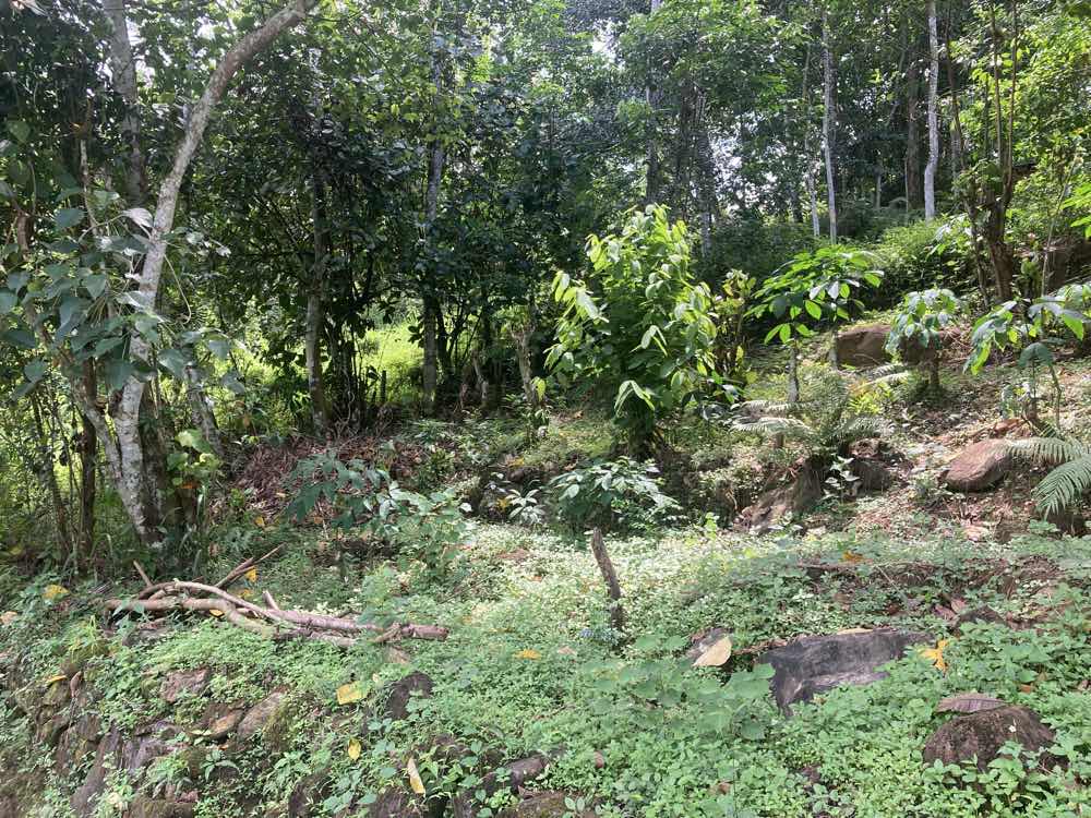 Land for sale kuruwita