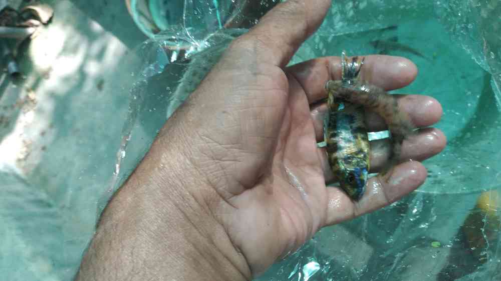 Malawi fish