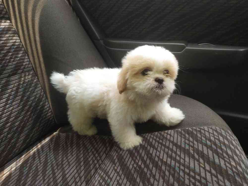 Shih tzu puppy