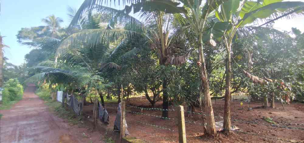 Land for rent