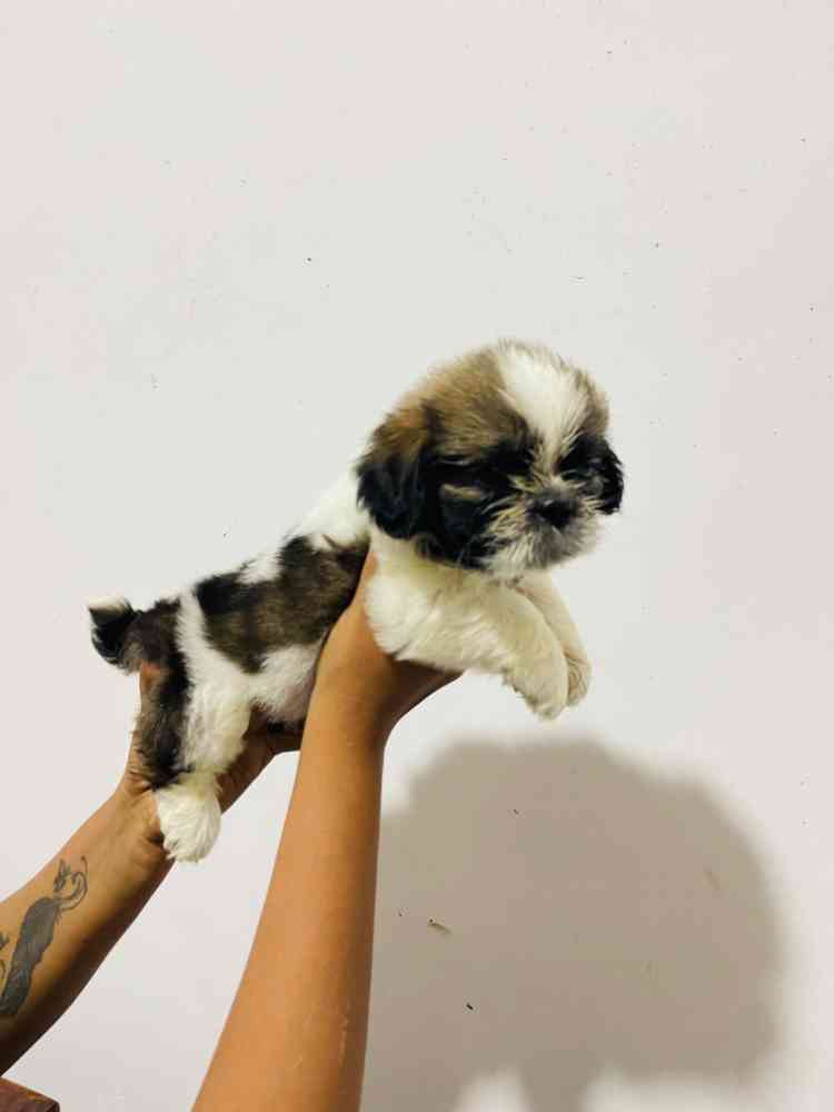 shih tzu puppy