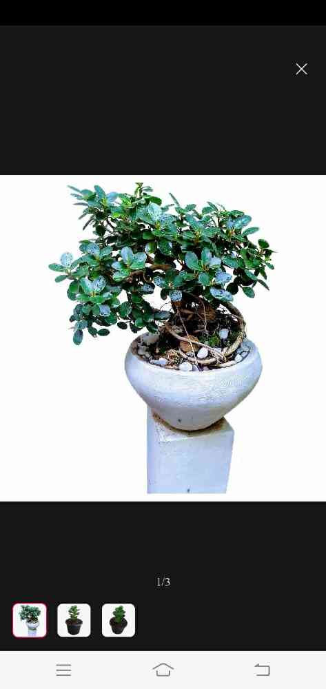 Bonsai plants