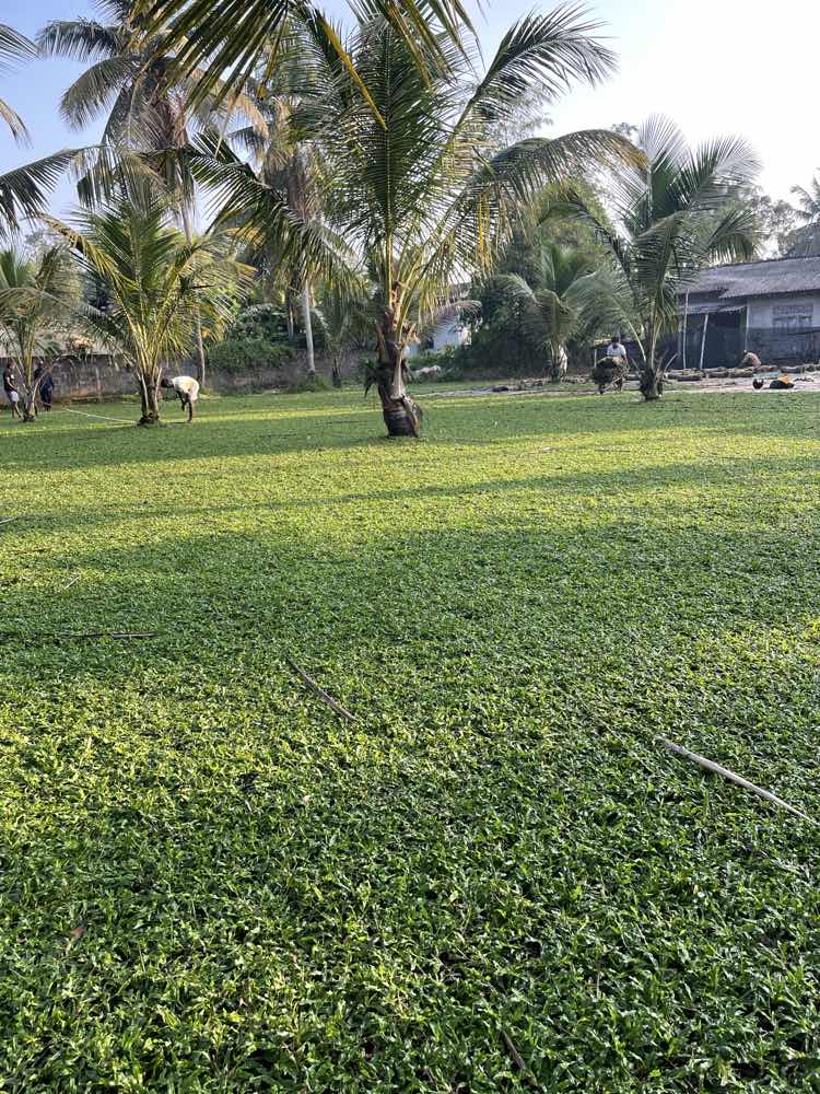 Malaysian grass