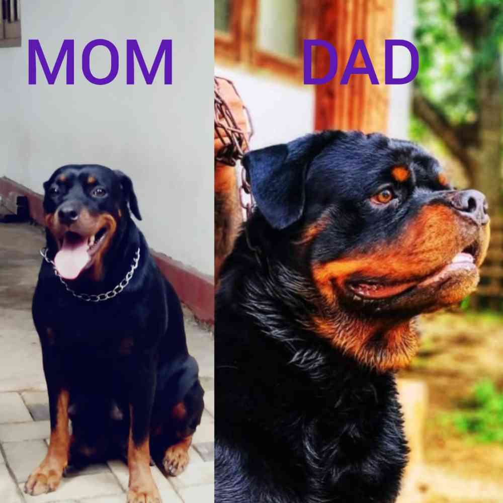 Rottweiler dog for sale