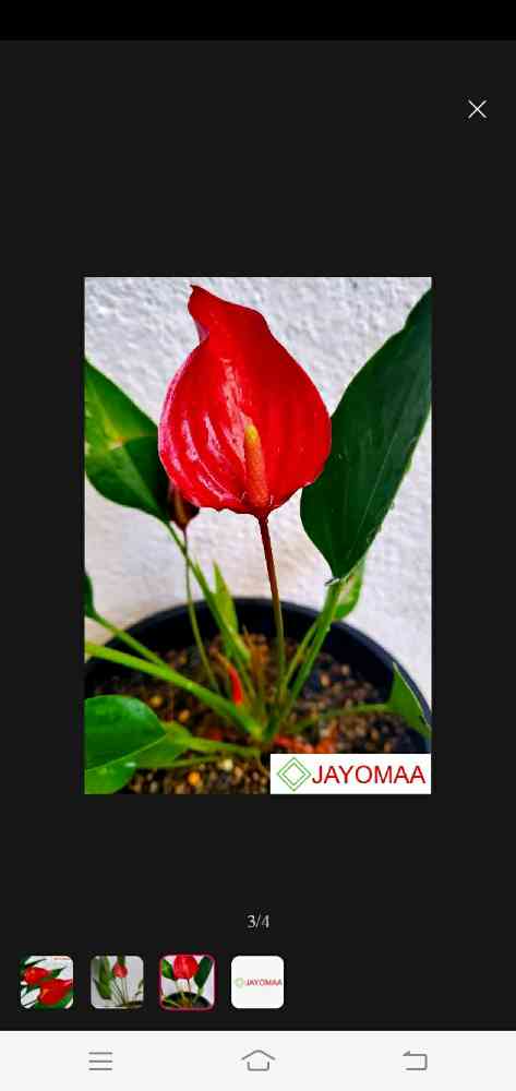 Anthurium plant for sale
