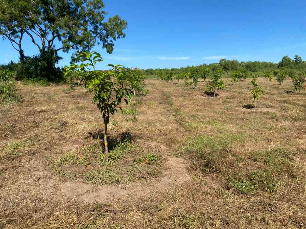 Mango land for sale in tangalla