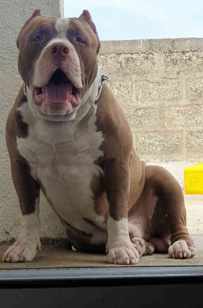 American bully dog for crossing