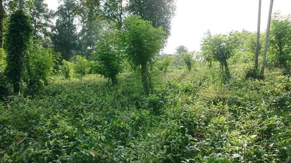 Land for sale in yatiyanthota