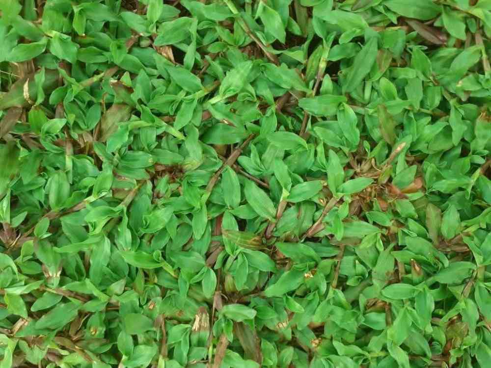 Malasiyan grass supplier
