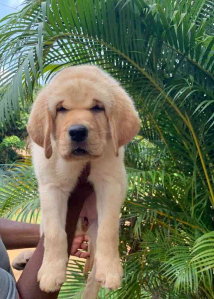 Labrador retriever puppies