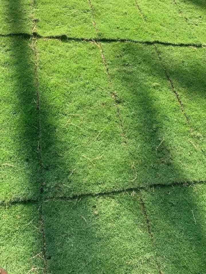 Australian grass carpet