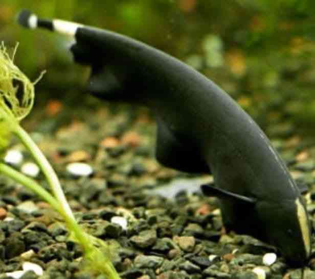 2 black ghost knife fish