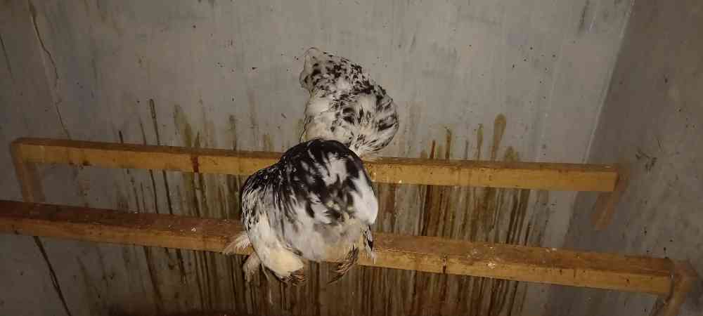 Oeg and cochin bantam