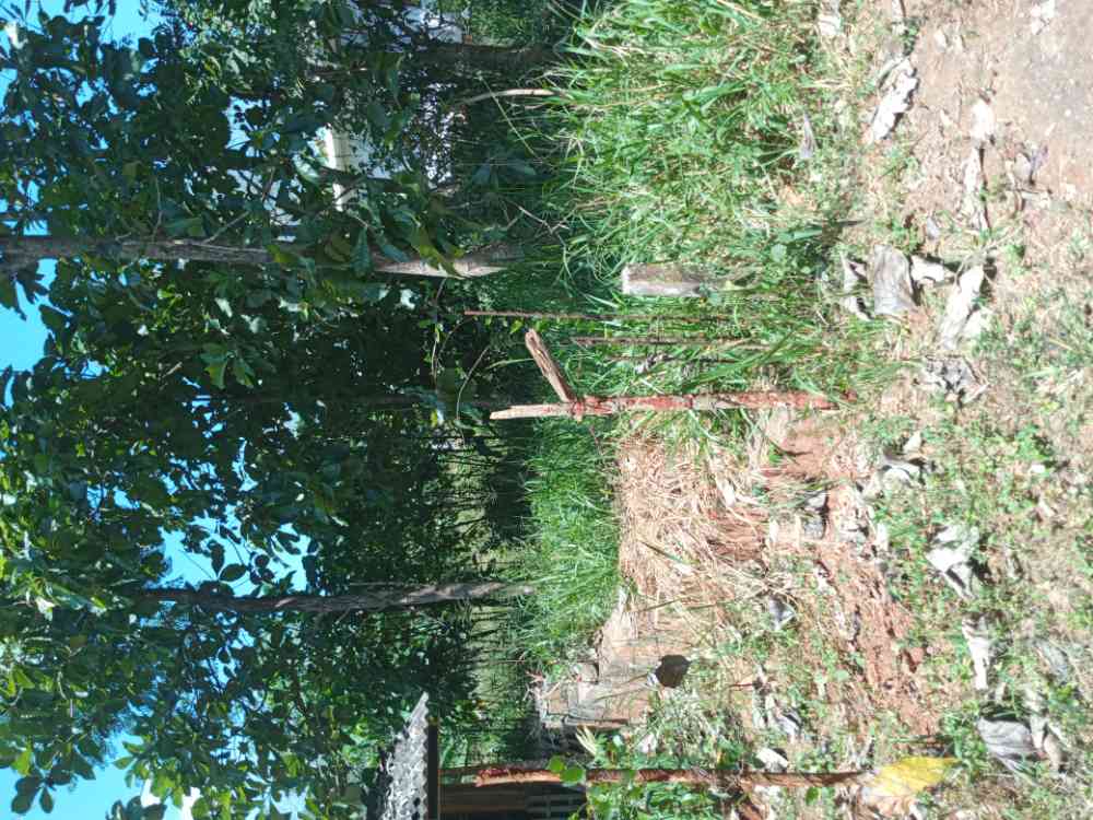 Land for sale in palapathwala
