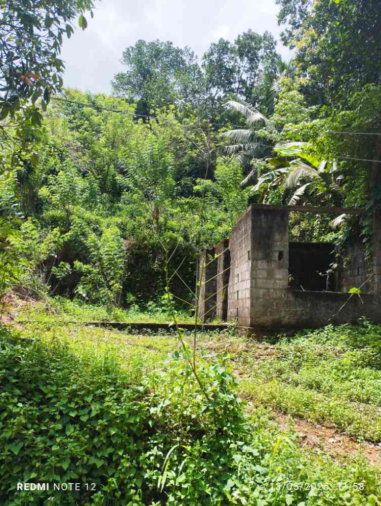 Tea land sale
