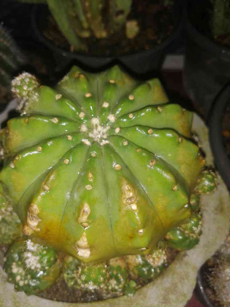 Cactus & sacculate