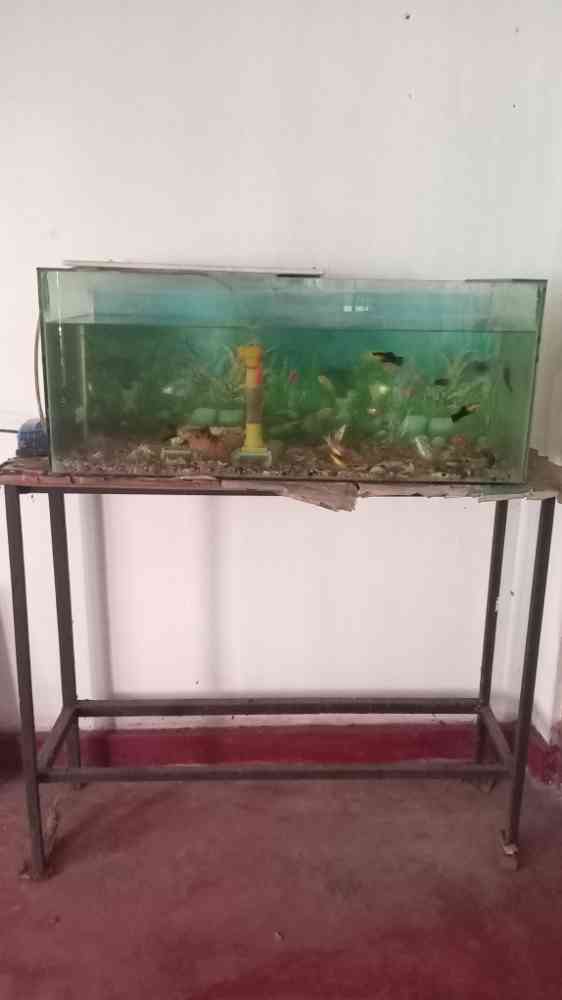 Fish tank for sale
