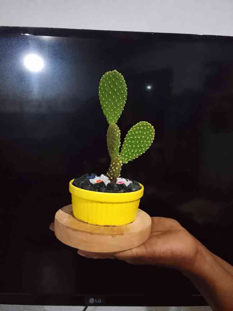 Cactus Plant