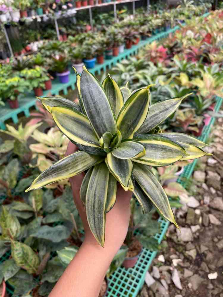 Sansaveria