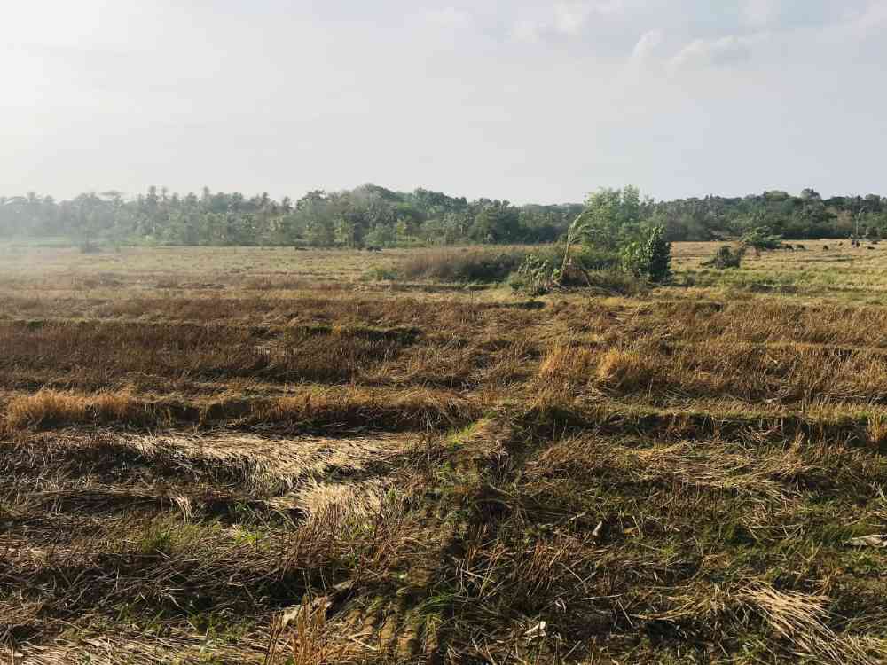 Paddy fild land and cocunt land