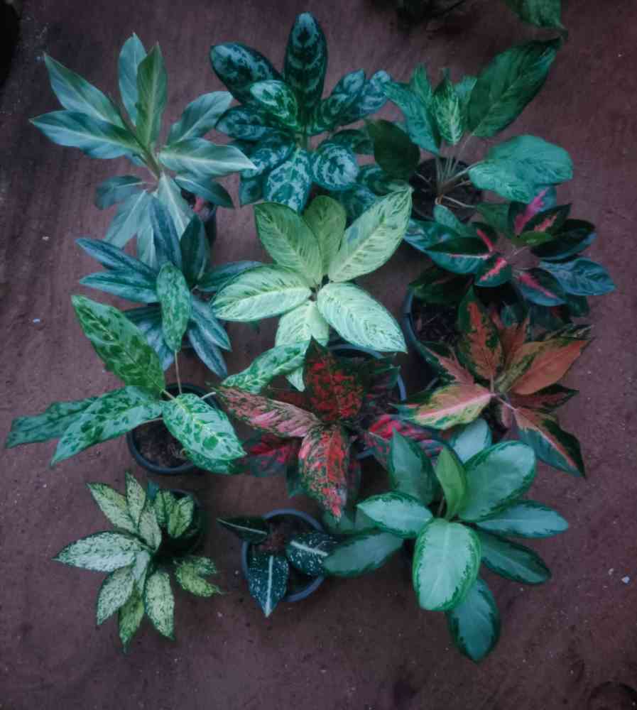 Anthurium & aglaonema plants for sale